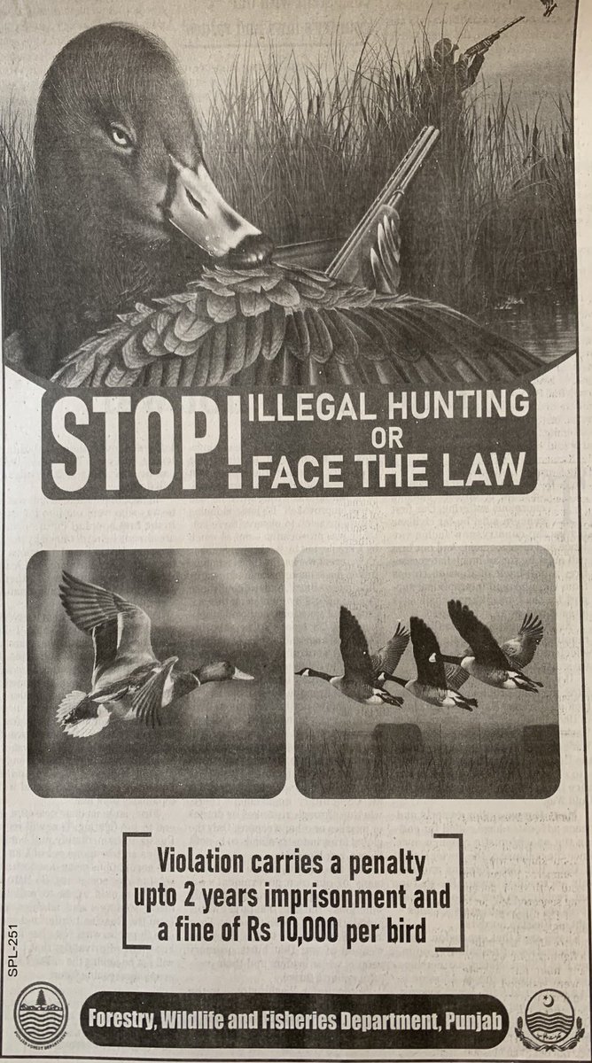 HamidMirPAK's tweet photo. Stop illegal hunting. Very happy to see this add in today’s newspapers. Weldone ⁦@PunjabGovtpk⁩ ⁦@CS_Punjab⁩ https://t.co/mGx7ygIgTY