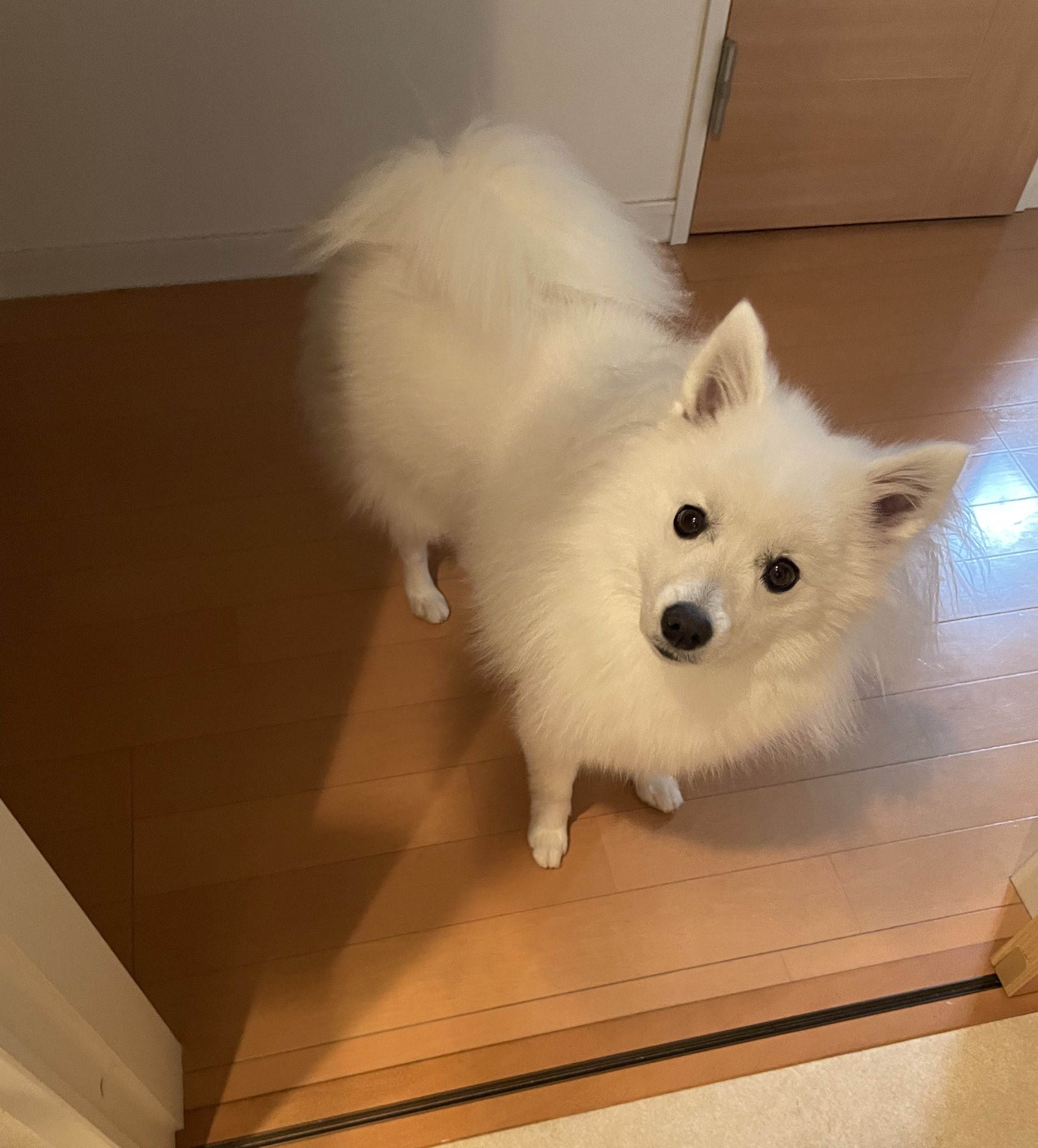 日本スピッツ ほたて ᴥ Hotate Mofu Twitter