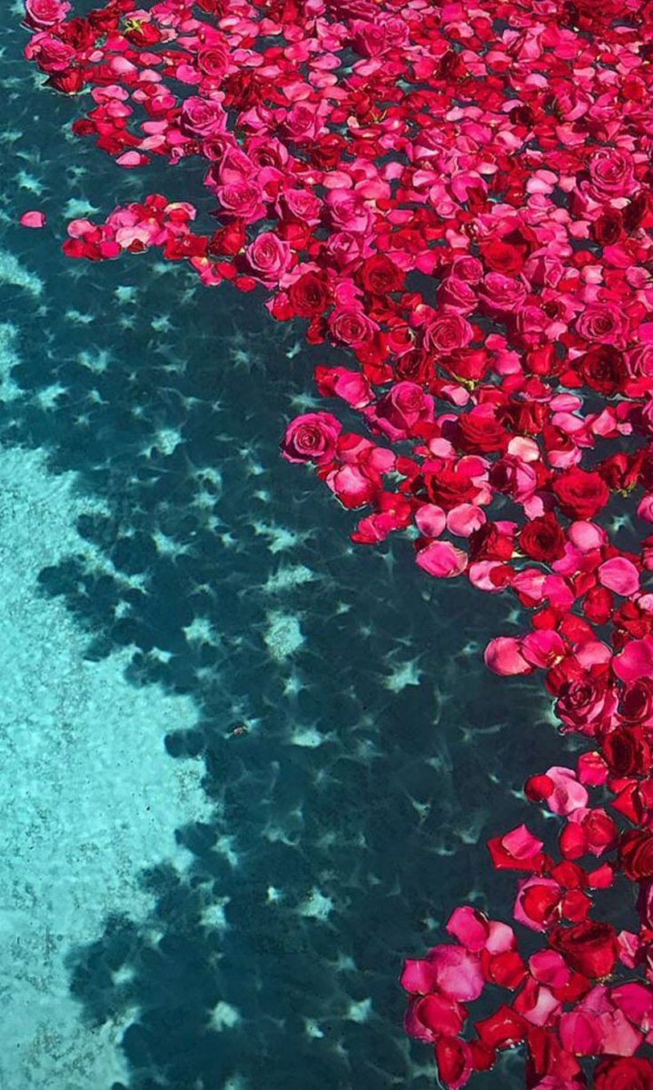 Beautiful Flowers Nature Photography