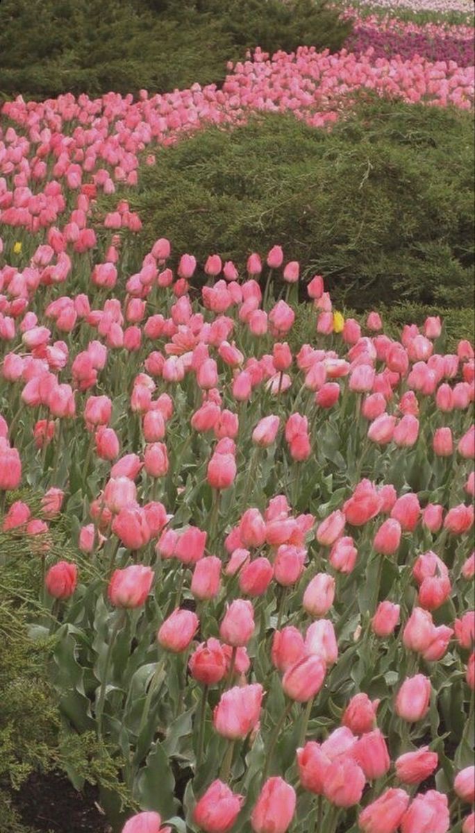 Tulips 🌷🌷🌷🌷