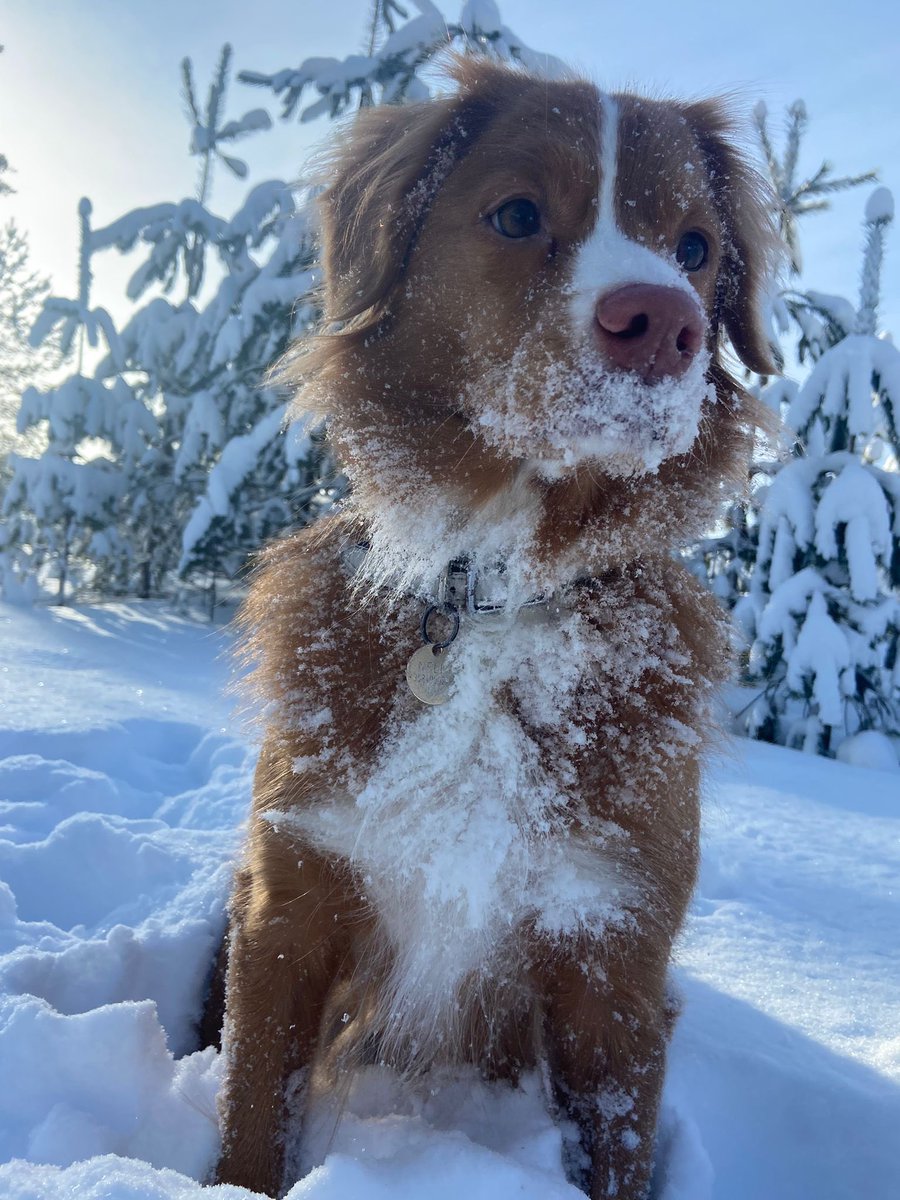 Carina Geber-Teir tweet media