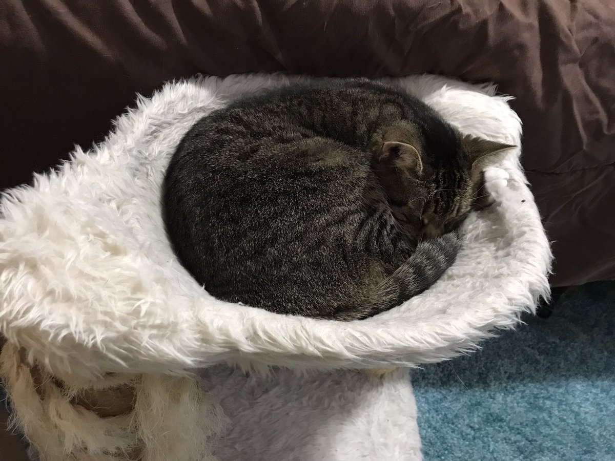 HannahRCarney's tweet photo. @TheOtherIxy Sending you cat pictures in support! https://t.co/BSkGLaMKOk