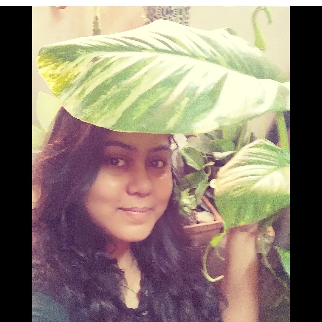 das_jayitri's tweet photo. Few days back I found out that I have severe Depression. And these are are really helping me when I'm home😊
Shoutout to plant therapy 💙 these plants are gorgeous.
#moneyplant #pathos #bigpathos #pathosplant #indoorplants #planttherapy https://t.co/9b02auS9BY