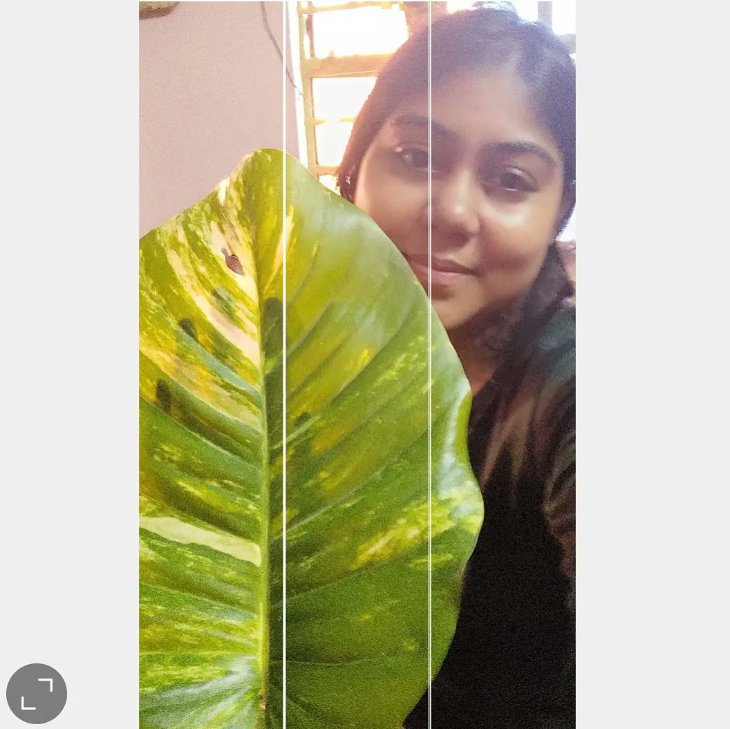 das_jayitri's tweet photo. Few days back I found out that I have severe Depression. And these are are really helping me when I'm home😊
Shoutout to plant therapy 💙 these plants are gorgeous.
#moneyplant #pathos #bigpathos #pathosplant #indoorplants #planttherapy https://t.co/9b02auS9BY