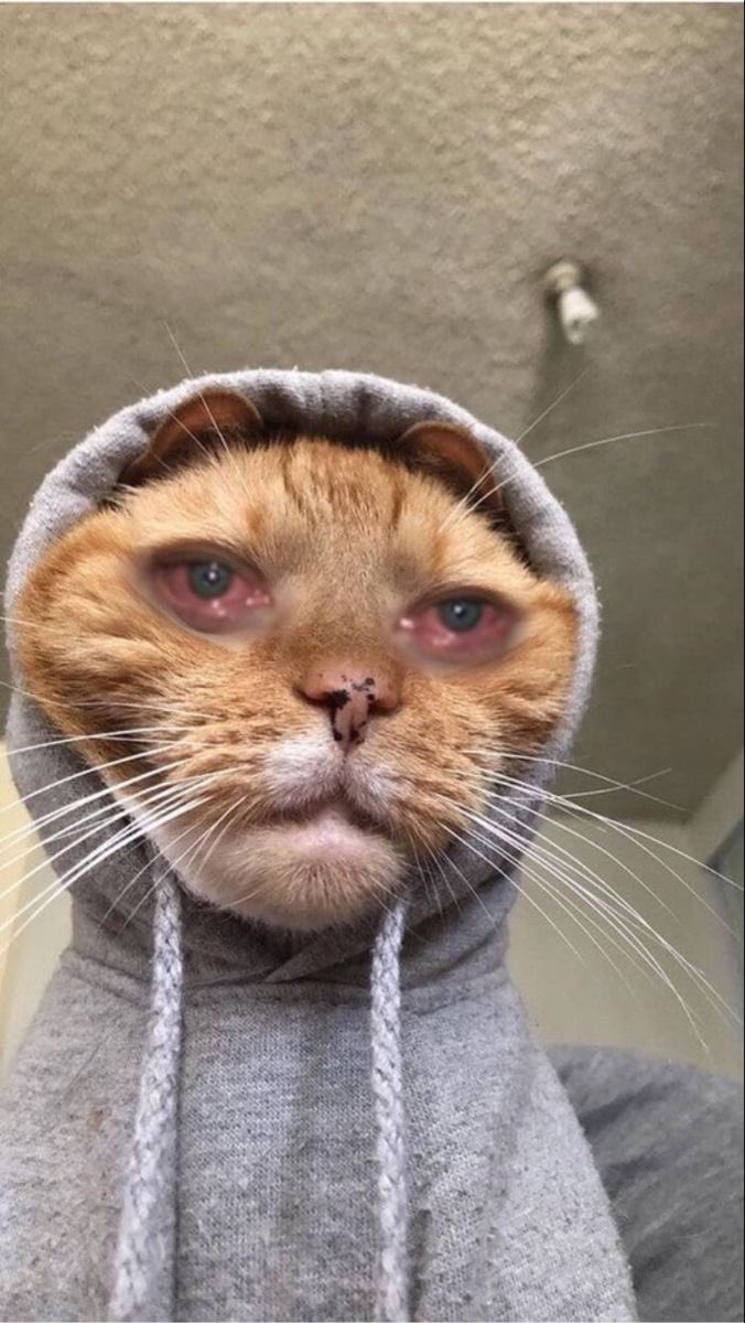 etherealfariy's tweet photo. Me rn https://t.co/HyJlKIGz39