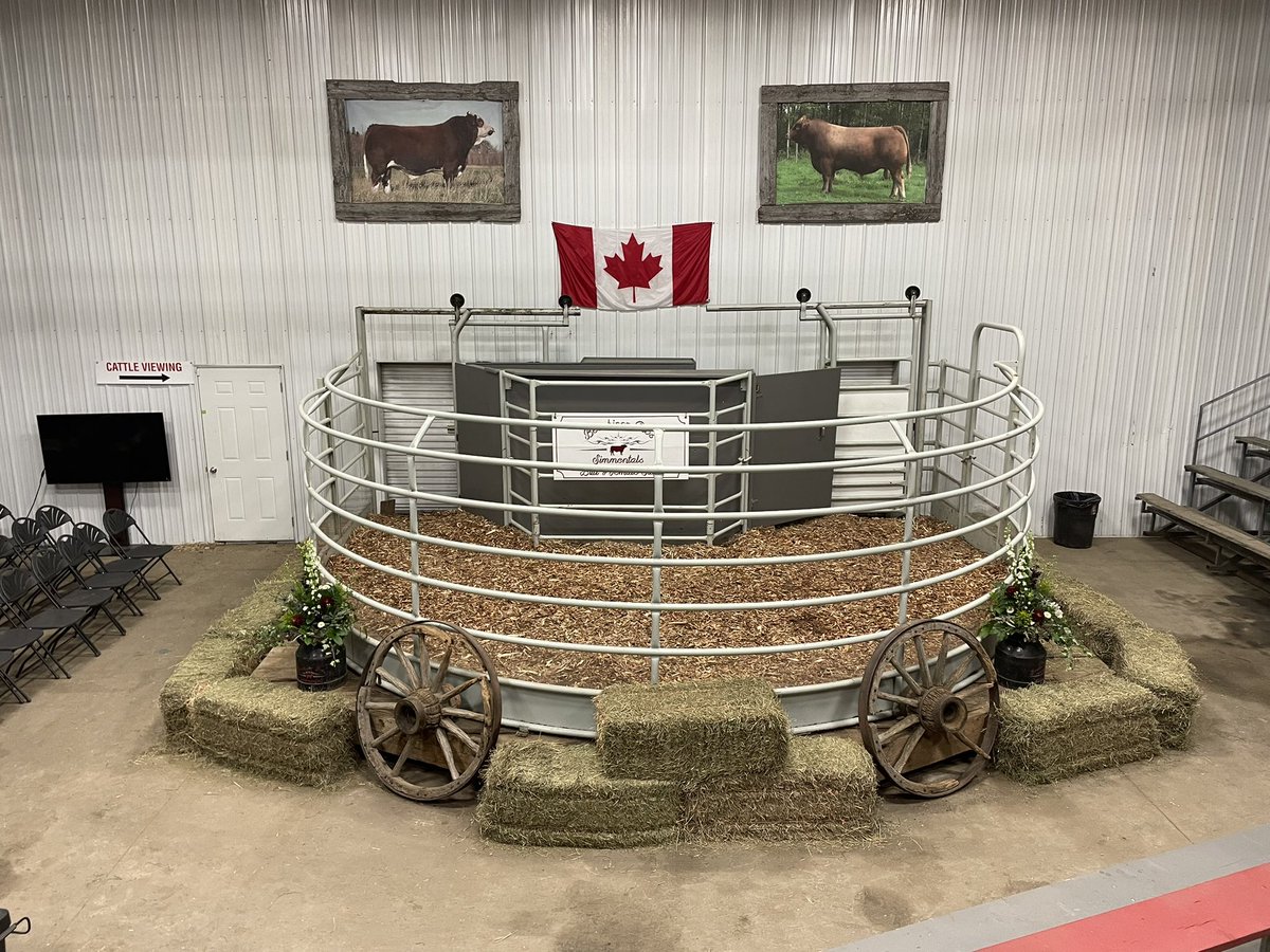 TBullee's tweet photo. She go time tomorrow @ 1:00pm folks 🤙🏻
#beechinorbros #simmentals #transcon #bullsale https://t.co/XRe7G0LUus