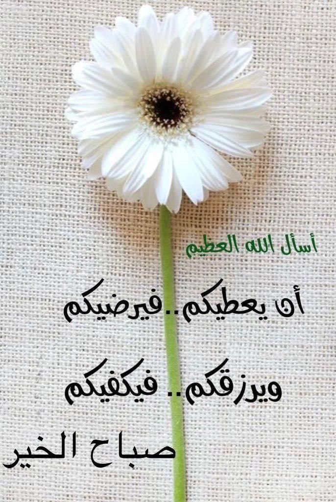 ـــ -Ali-Al Kindi--🇸🇦أبو تركيـــ tweet media