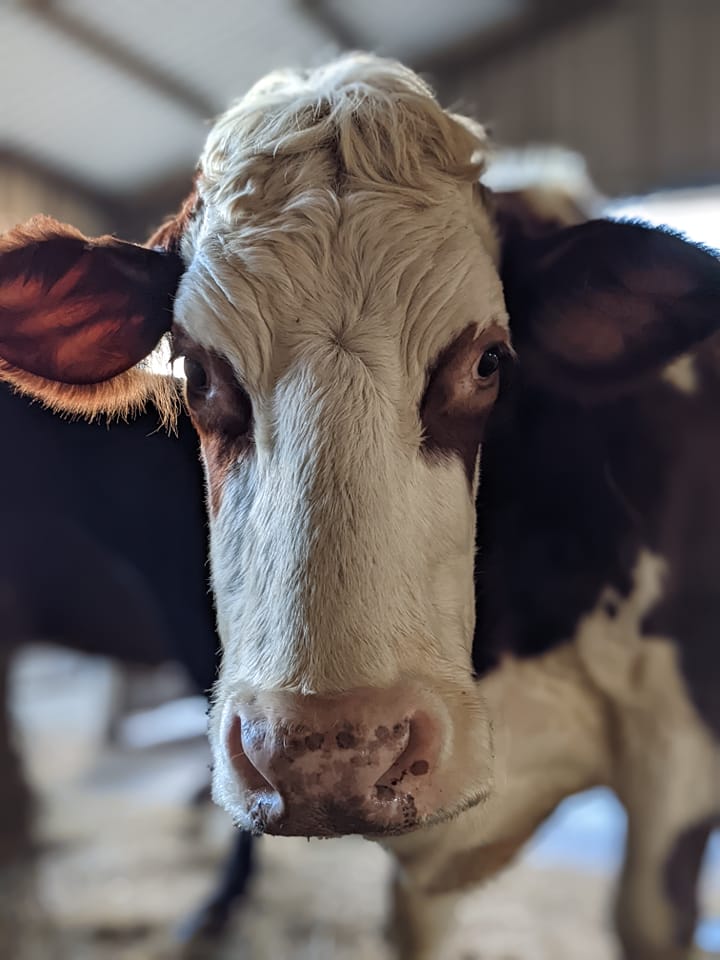 ahimsamilk's tweet photo. Kamala is a retired cow. She is very gentle, we have never witnessed her being unkind to people or other cows. She prefers to avoid any conflicts.🙂🥰
#cow #cowsmakemehappy #cowlover #cowsarecool #lovecows #cowsarecute #cowsgomoo #cowsarefriends #ilovecows #cowlove #cowsoftwitter https://t.co/f3tSPqU8cN