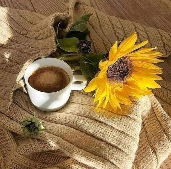 _7nomy's tweet photo. كلّ شيء ينتظر وقته : لا وردة تتفتّح قبل وقتها ، و لا شمس تشرق قبل وقتها ... انتظر الذي لك سيأتيك ...

"صباح_الخير 🌻🌄💛 https://t.co/hf936ryoVm