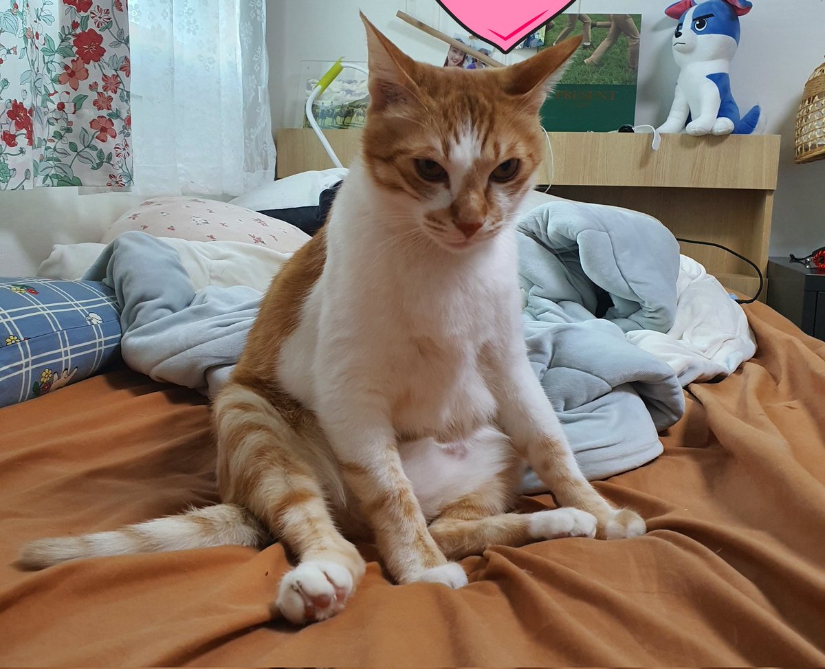 털썩냥🐈