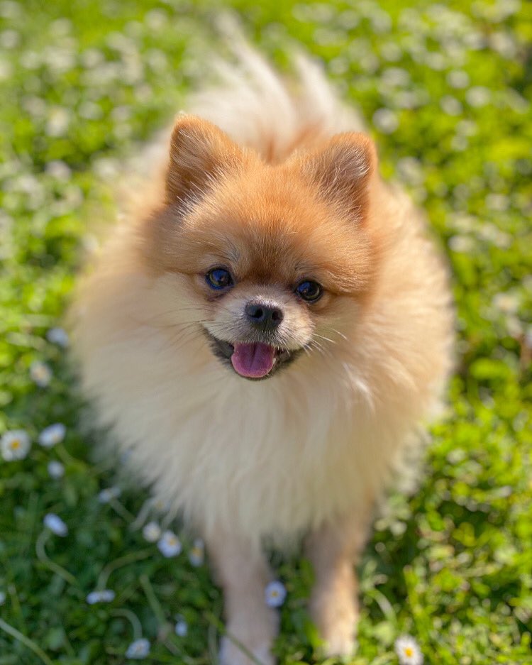 Hi #twitterdogcommunity 🧡

#dogsoftwitter #dogs