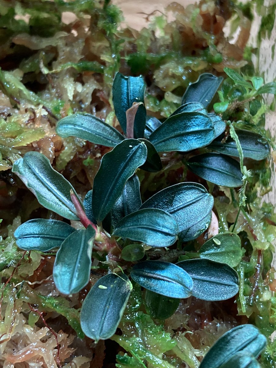 ブセファランドラspクダガンラウンドリーフ🌿 綺麗な色になってます☺️
