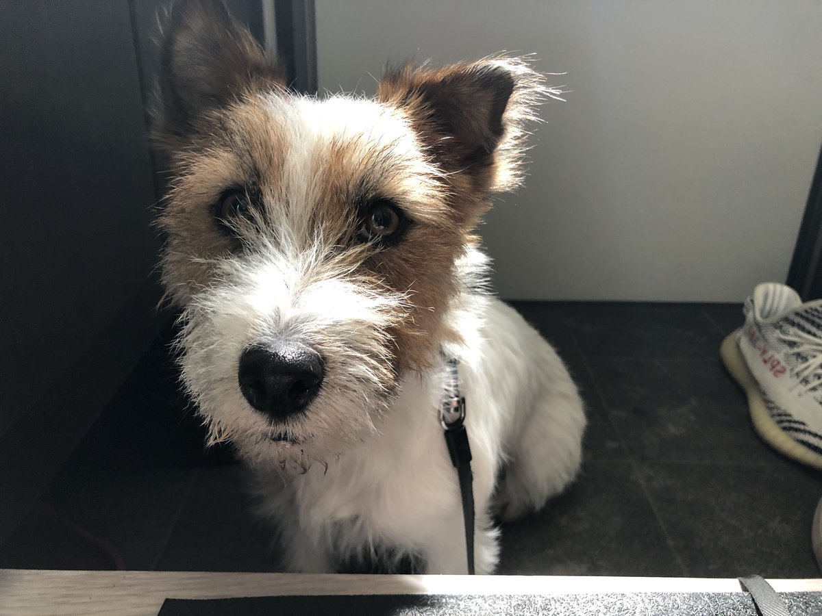 散歩待ち…👟
#おかゆ