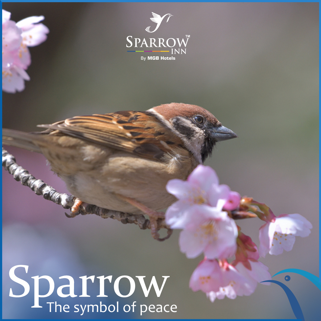 sparrowinn's tweet photo. Sparrow is a symbol of loyalty in Japan owing to its friendly nature and ability to live in groups. So, we at #SparrowInn, crafting every corner with comfort for you only.
#SparrowInnByMGB #Hotels #HotelsInAlwar #MGBHotels #Alwar #ComfortableStay #Rooms #Staycation #SafeStay https://t.co/N0BOuAcGMS