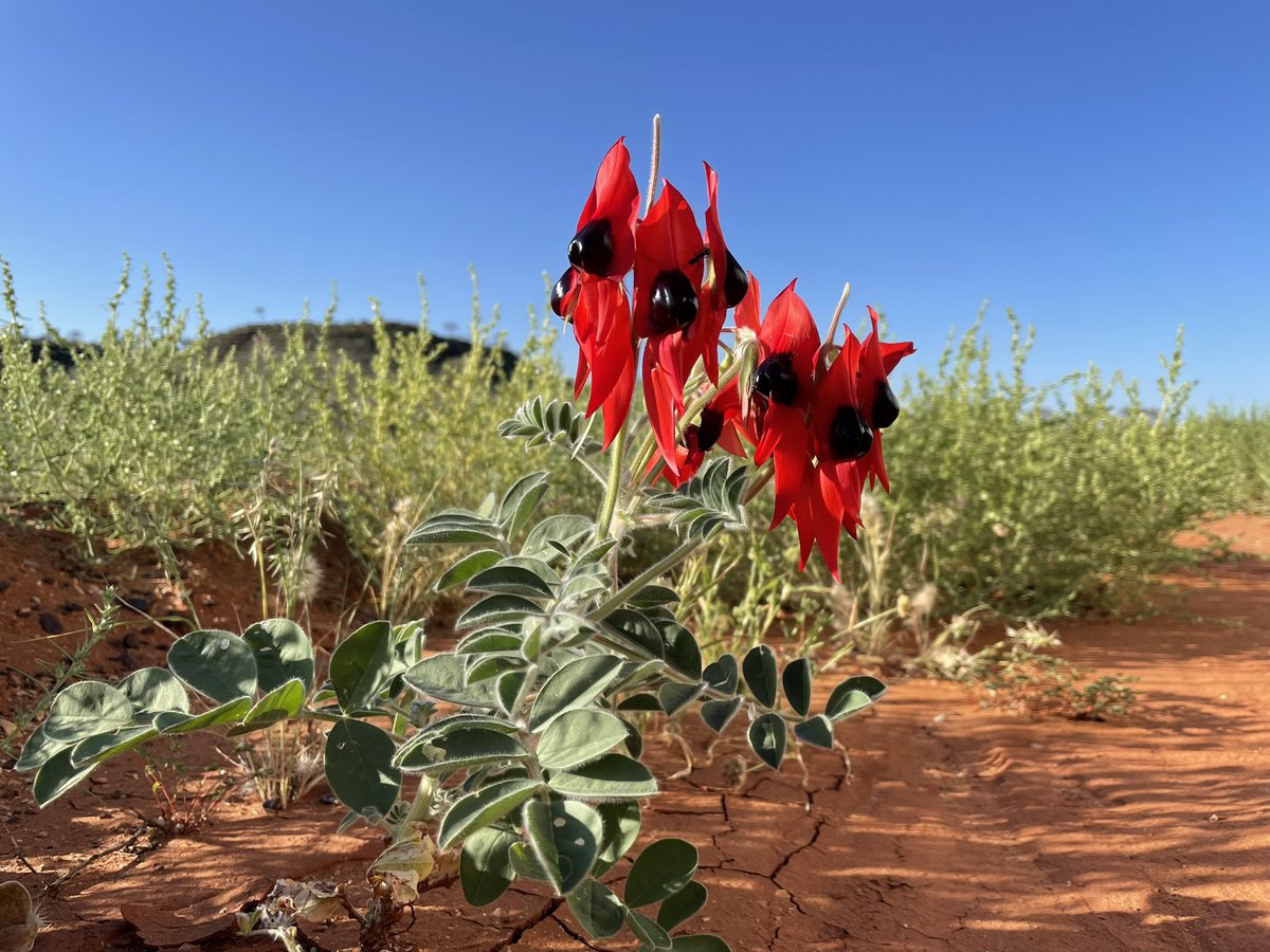 MarkFennell4's tweet image. Here’s something other than war floods and covid.