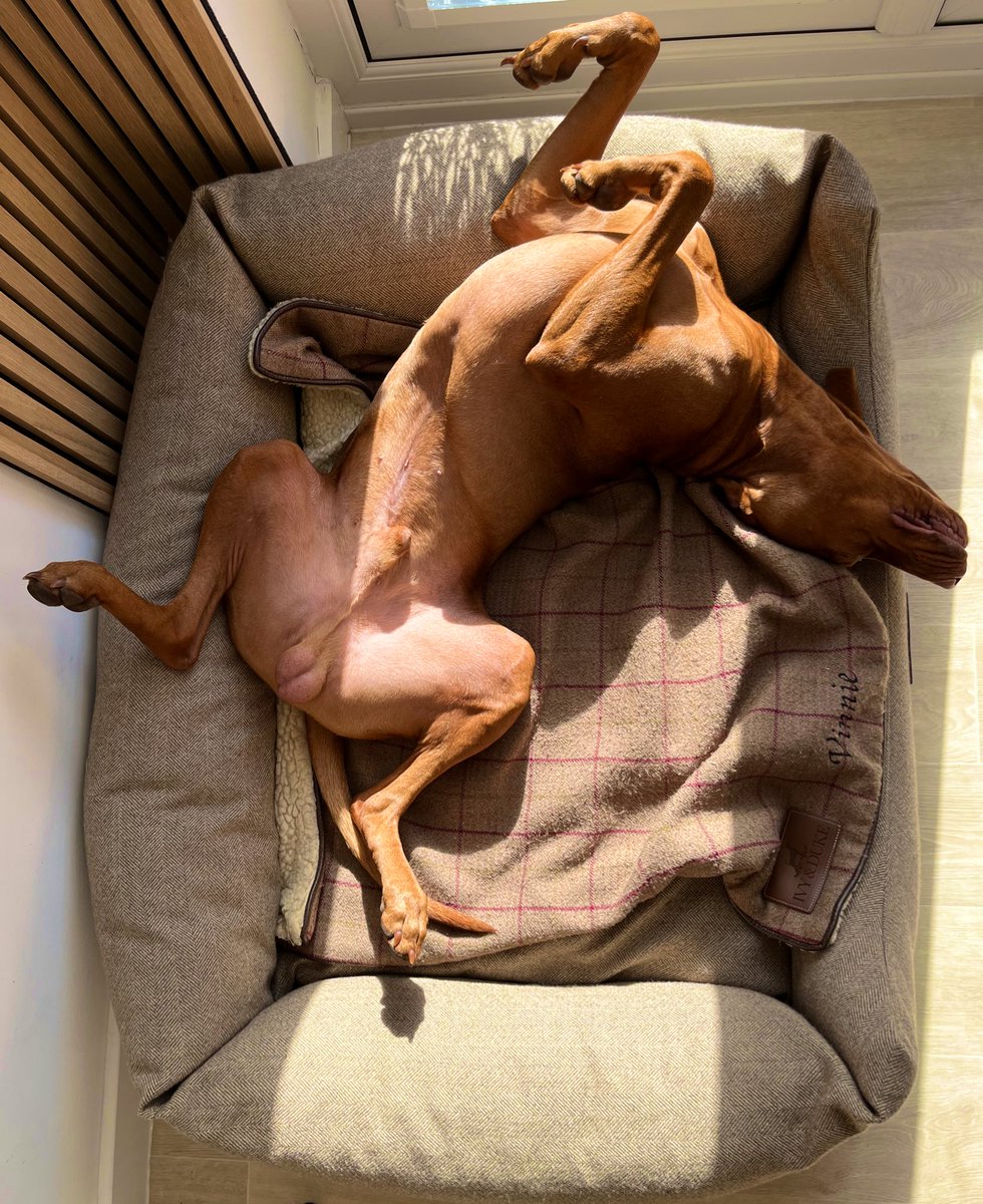 How I feel about Monday 💤  #twitterdogcommunity #dogsontwitter