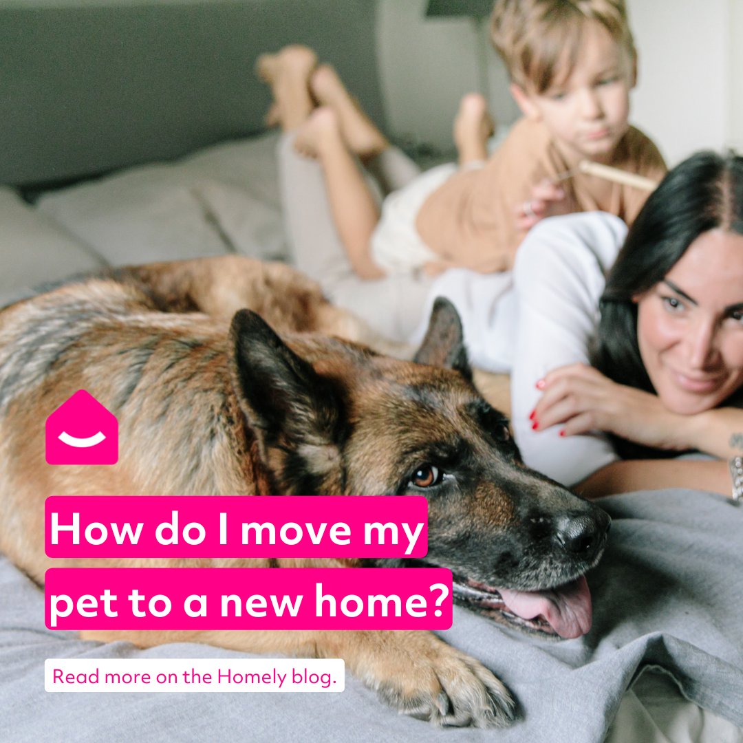 Moving house? We asked two expert vets to give us their tips for moving your pets successfully into your new home. Read more on Homely: buff.ly/3hqg785