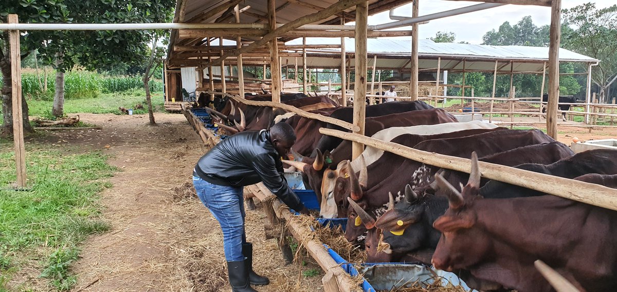 Robranholdings's tweet photo. The opportunities in the beef sector of Uganda are so huge and that is why at Robran Holdings, we decided to take up the mantle of spreading the right information about feedlots to farmers. https://t.co/r7Fejlmy7R