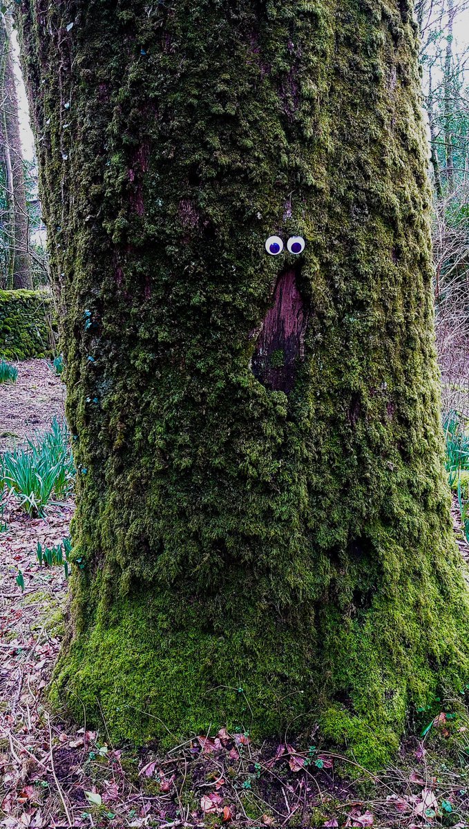 GooglyEyeNFT's tweet photo. GM.......
Looks like my next #googlyeyeschallenge #nfts will be on @withFND πππ³
#nftphotography #nft #nftcollector #NFTCommunity #NFTmarketplace
#treeswithfaces #nature #NaturePhotography https://t.co/yE5EpiuSwK