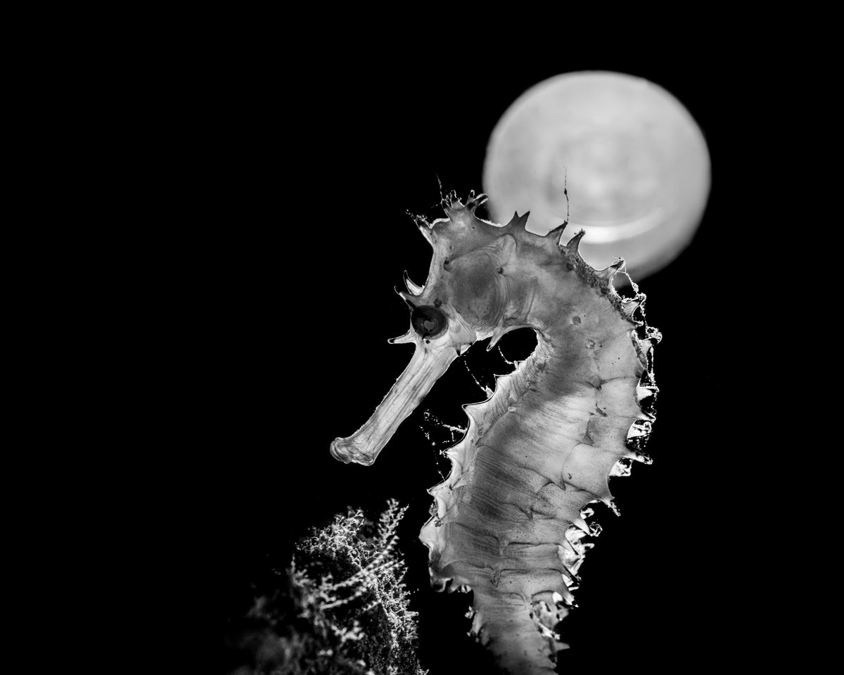 5hint0's tweet photo. Unicorns of Blue🦄

Seahorses, they are my favourite subjects to shoot in this blue world 🌊

My first 1/1 #FND collection has six of my best encounters with these charming animals. Each one holds a special place in my journey: https://t.co/IHMrq2MvdA

Stories ? 🧵Read more⬇️ https://t.co/fMQpblw3hs
