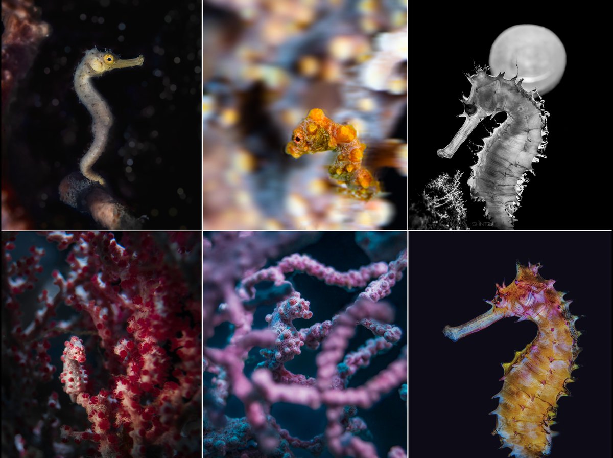 Unicorns of Blue🦄

Seahorses, they are my favourite subjects to shoot in this blue world 🌊

My first 1/1 #FND collection has six of my best encounters with these charming animals. Each one holds a special place in my journey: foundation.app/collection/uni…

Stories ? 🧵Read more⬇️
