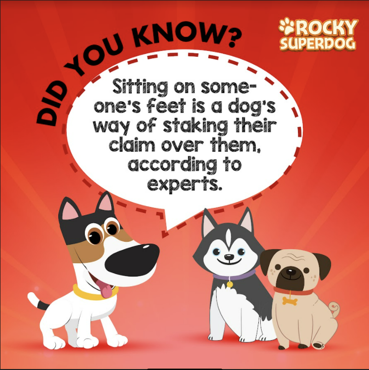 💡🐕💖

#Rockysuperdog #rockysuperdogadventures #rocky  #dogs #pets #RockyTips #Rockyknowsbest #Rockstar #pettips #dogtips #petsitters #dogsandpals #smartdog #mansbestfriend #happypup #ilovemydog #woof #puppylove #cutedog