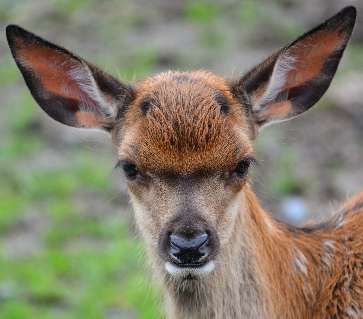 MMK Photography UK tweet media