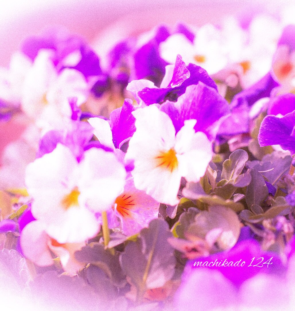 Machikado よく晴れて春の陽気になった日中 乙華麗燦 4510前にお墓参りと土手走りをして いい汗をかきますた ラクショ Tlを花でいっぱいにしよう ロシアのウクライナ侵攻に抗議する あらゆる戦争に反対します Nowar Standwithukraine