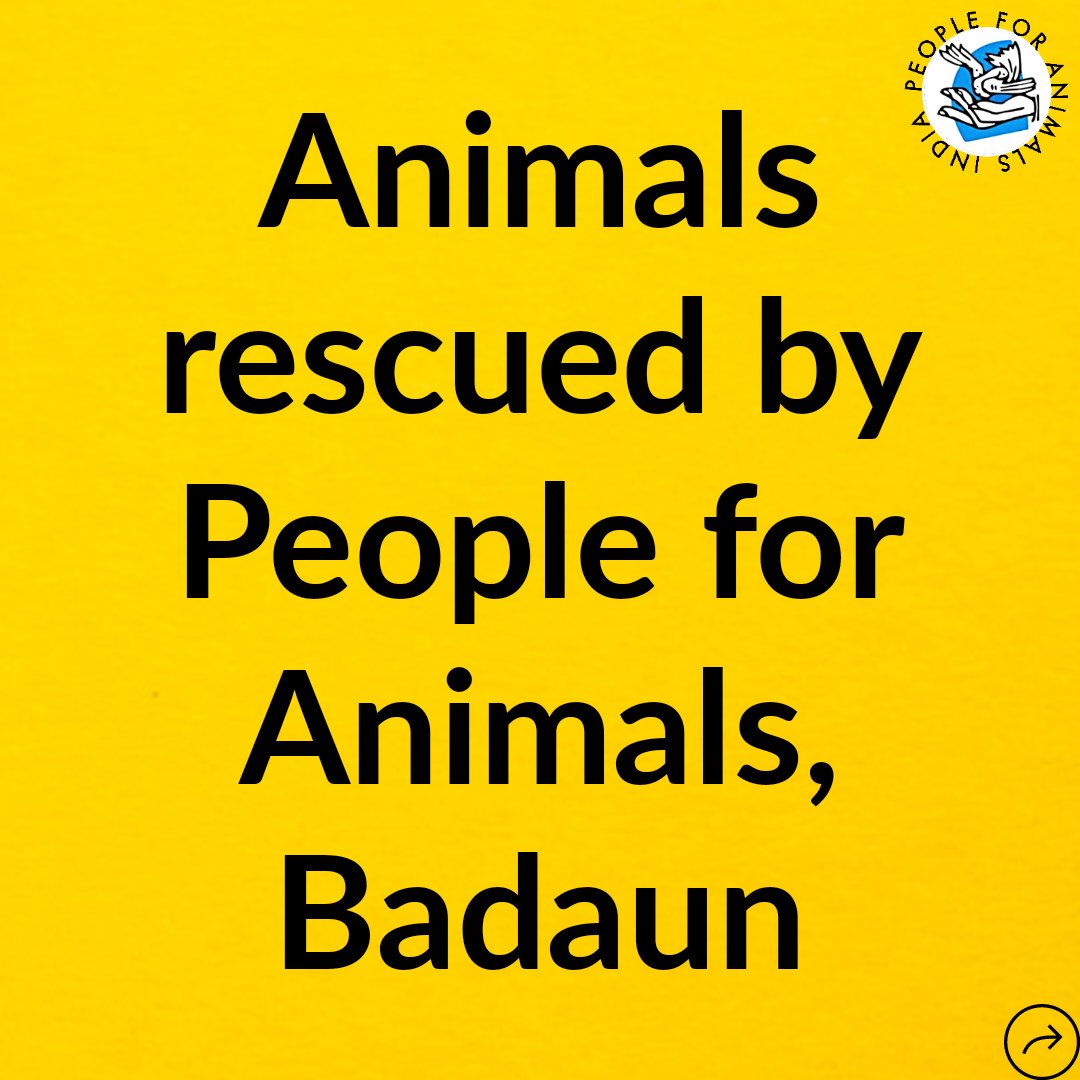 pfaindia's tweet photo. (2/2) Animals rescued by People for Animals Badaun. https://t.co/yVBGChiUG5