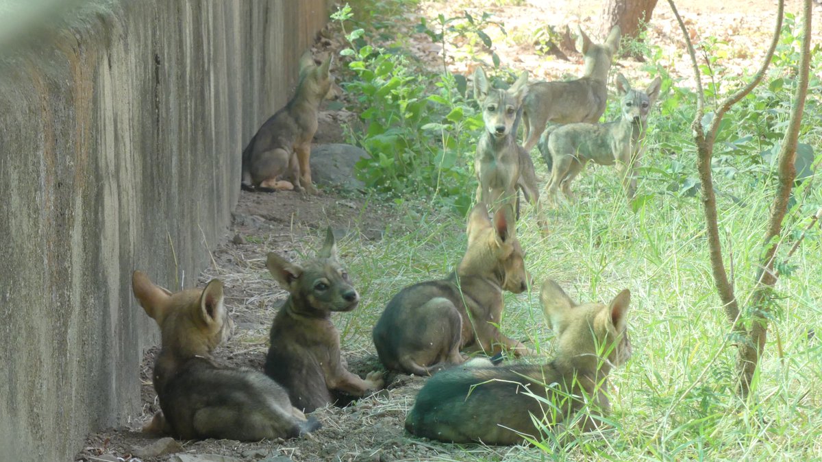 New generation…ready to raid! Wolf pups