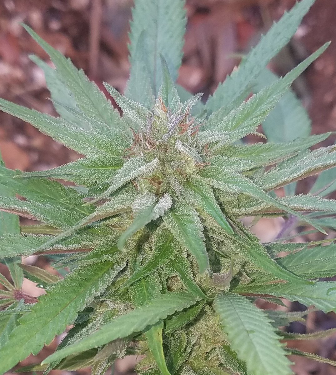 Herbie_G_nft's tweet photo. Morning garden pics. #GelatOG #HeavyDoseFarms https://t.co/kJD5LKyTlo