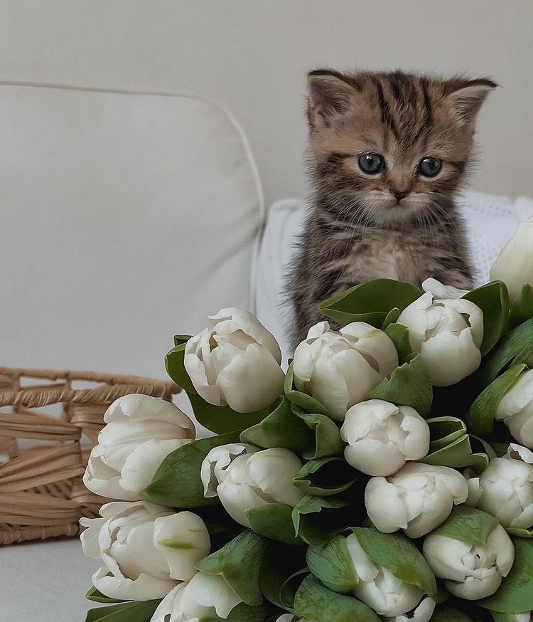 Котик дарит цветочек