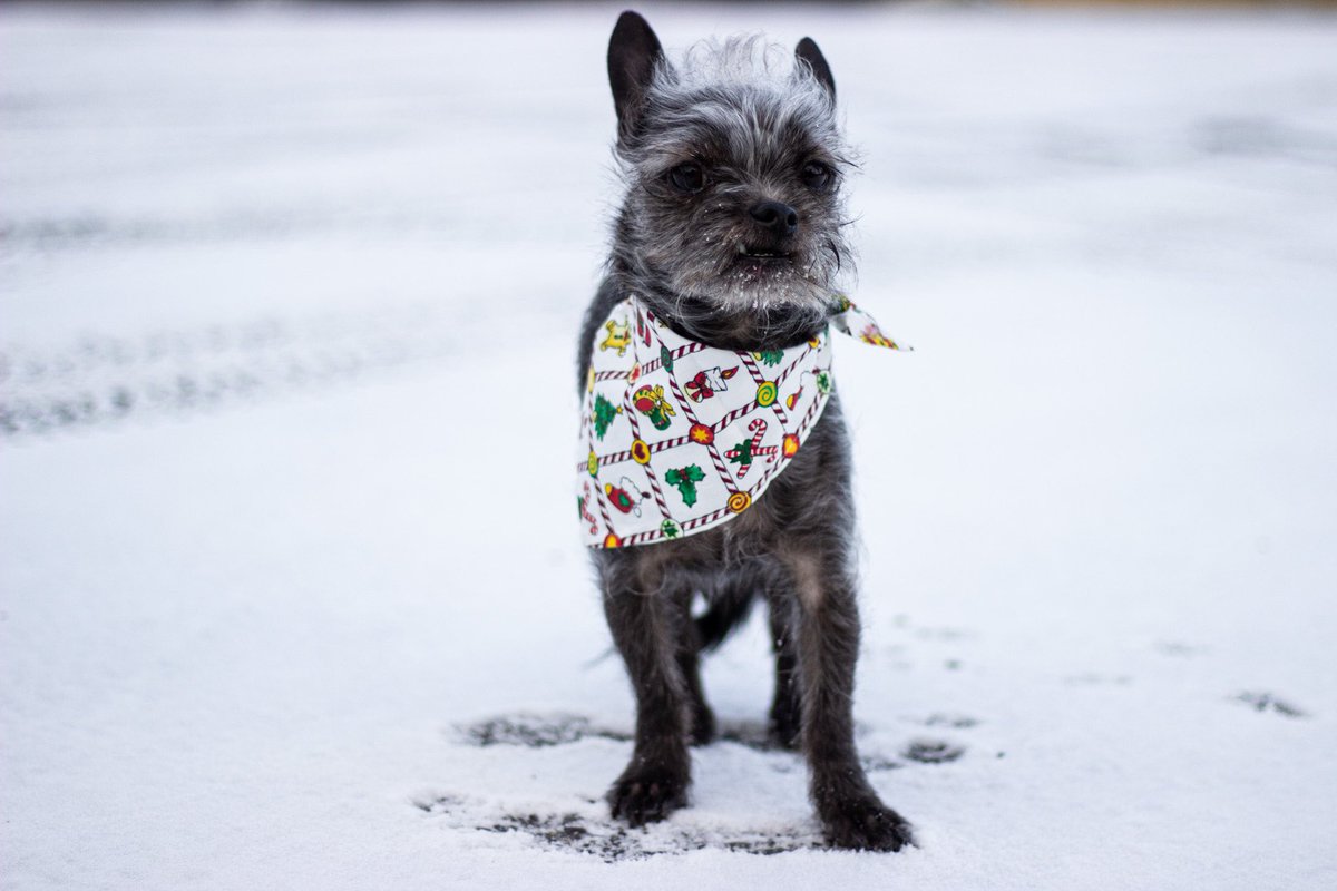 Look at my cool bandana from Mikopet! ♥️ @Mikopet_Norge on Instagram! 

#naturephotography #cold #spons #ad #twitterdogcommunity #dogsoftwitter