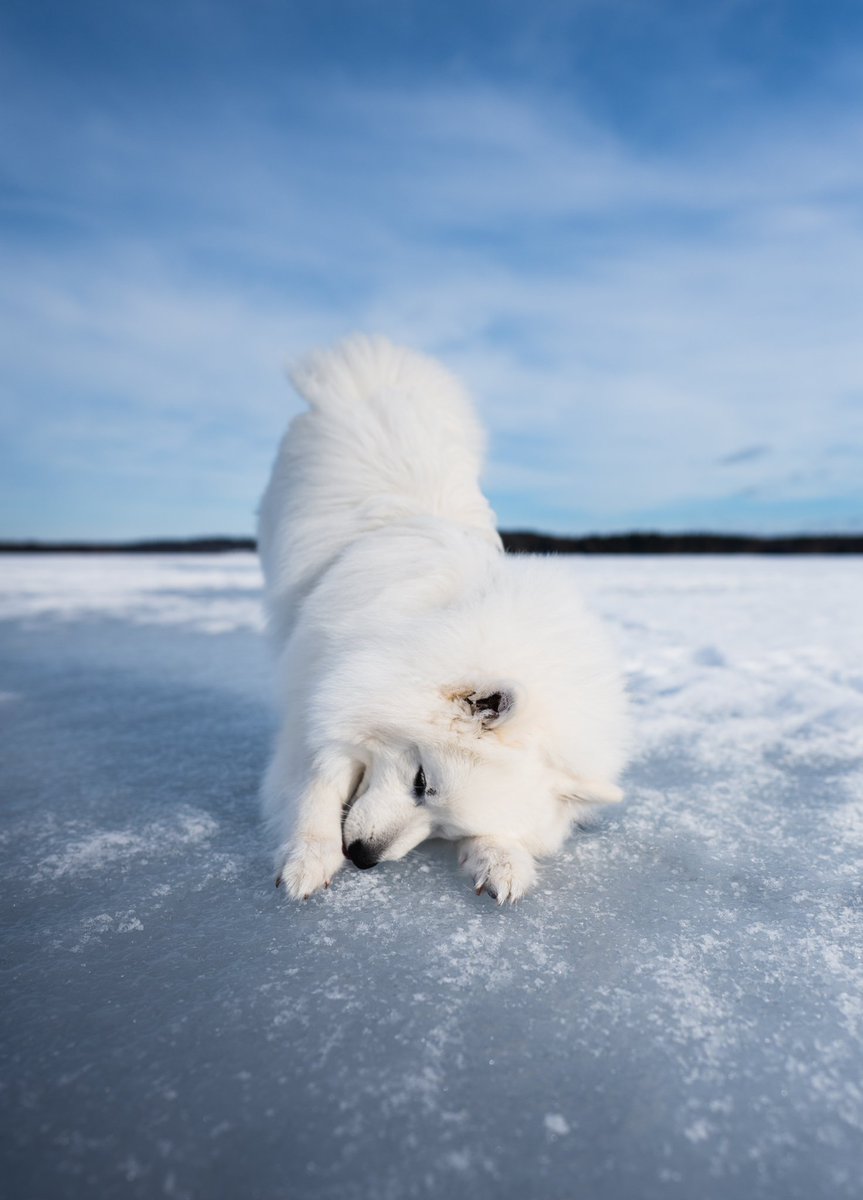 Leo & Koa | Nina tweet media