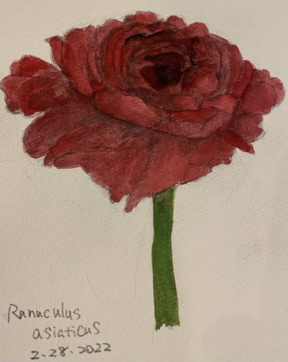Gopencildrowing's tweet photo. ラナンキュラス
鉛筆+アクリル絵の具

#花の絵
#ラナンキュラス
#絵描きさんに繋がりたい https://t.co/GeoiOkS0aX