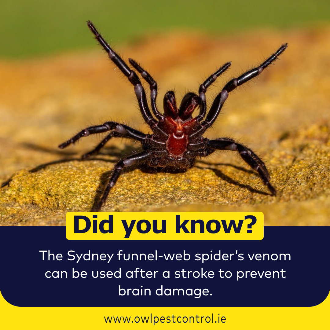 owlpestcontrol's tweet image. A bite from an Australian funnel web spider can kill a human in 15 minutes, but a harmless ingredient found in the venom of one species can protect brain cells from being destroyed by a stroke, even when given hours after the event, scientists say.

 #webspider #didyouknow