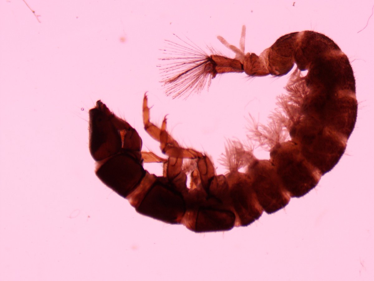 A River for all tweet media