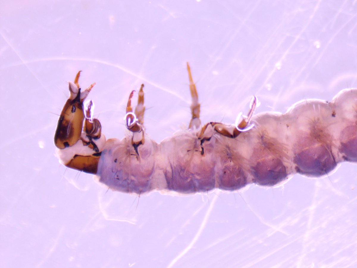 A River for all tweet media