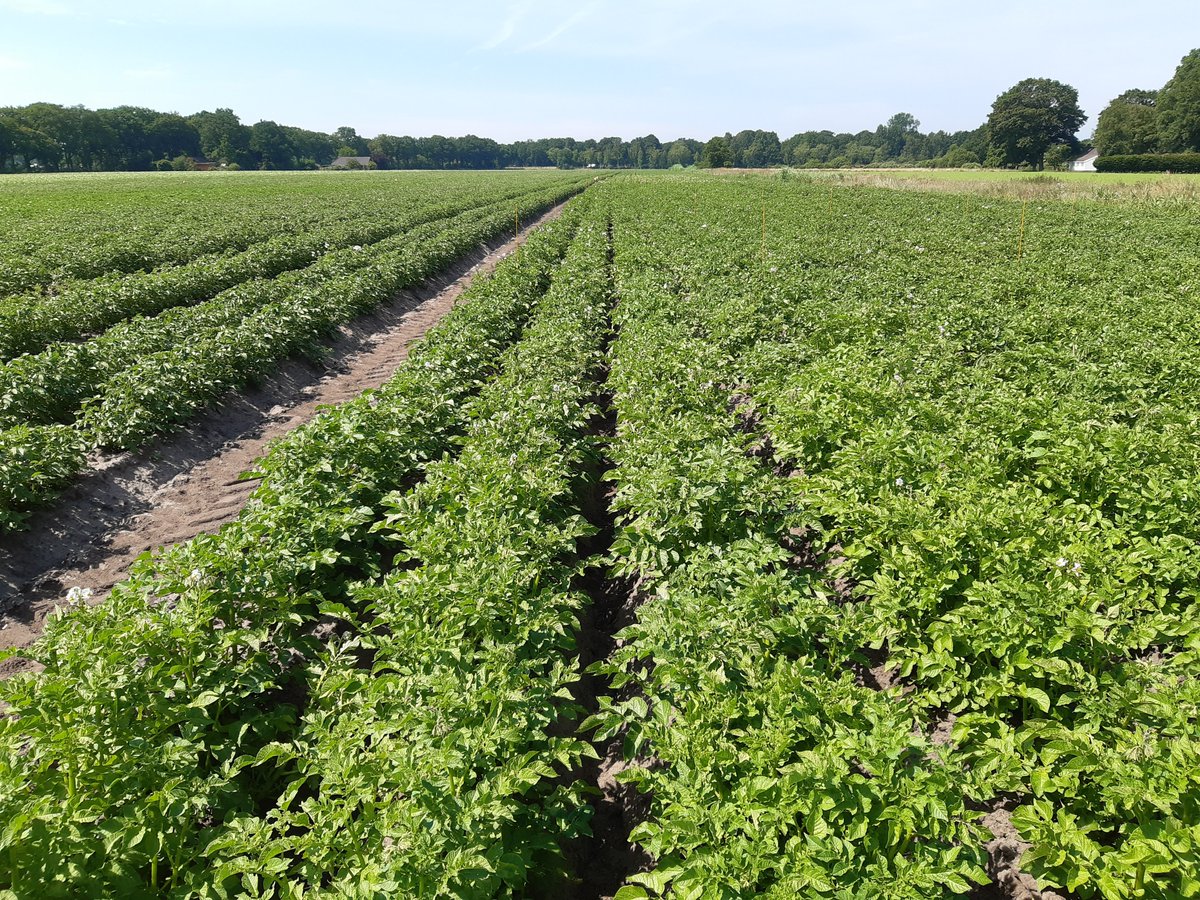 #vacature <a href="/HLBbv/">HLB</a>: Projectleider plant- en bodemgezondheid bij HLB in Wijster #akkerbouw #plantenziektenkunde #onderzoek. Zie agriholland.nl/vacaturebank/v…