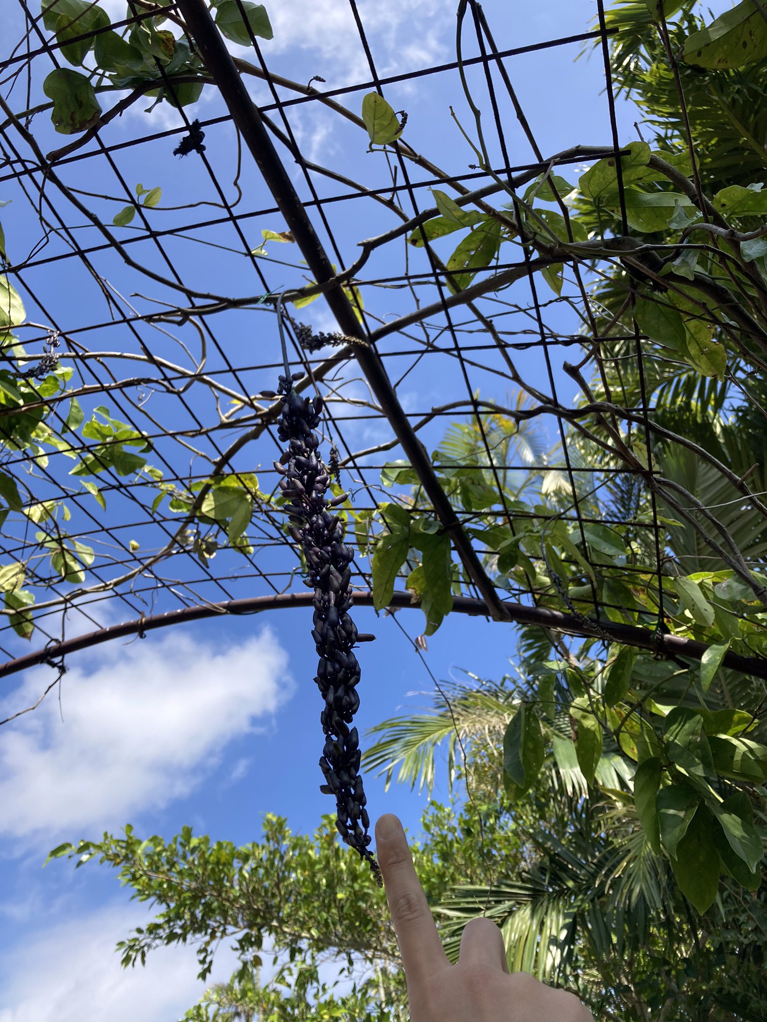 東南植物楽園 ヒスイカズラベビーとヒスイカズラjr 立派なヒスイカズラになっておくれ 東南植物楽園 沖縄観光 美らヤシパークオキナワ 美らヤシ タピックグループ ヒスイカズラ前線 T Co Jxhsr17o4d Twitter