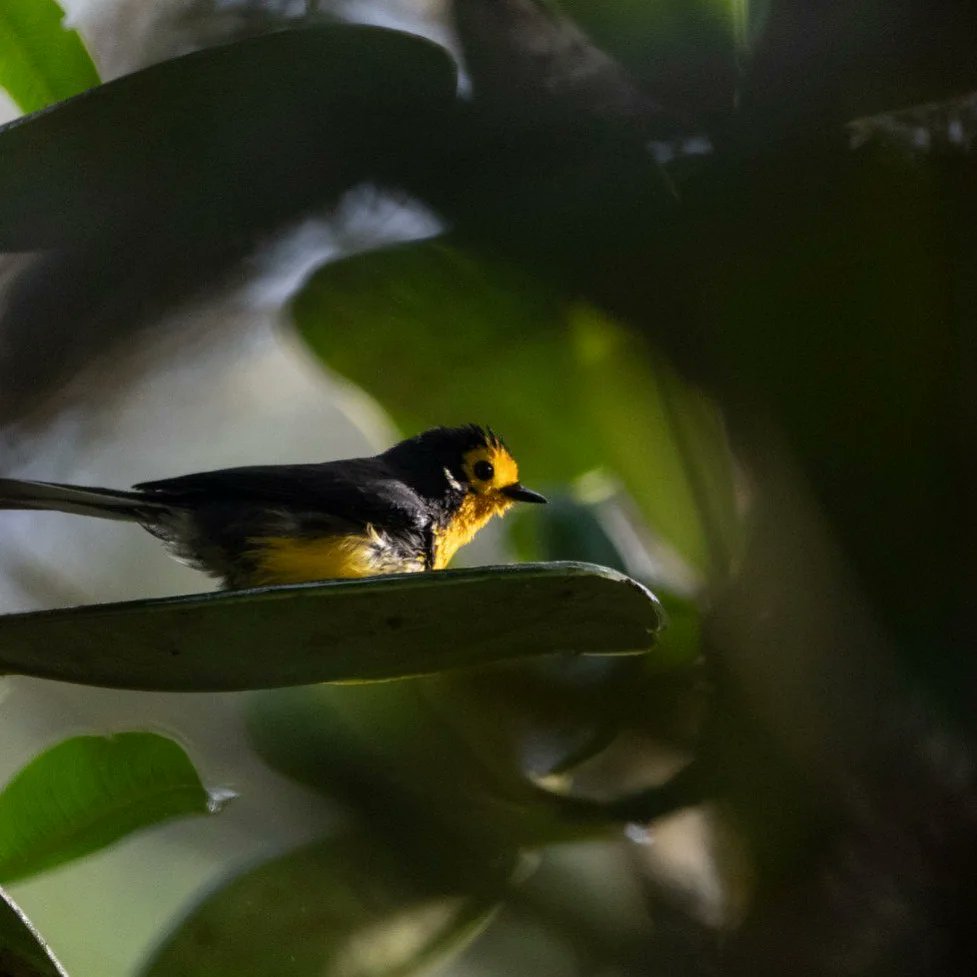 cellbat's tweet image. Clorornis - Chlorornis riefferii
Reinita - Myioborus ornatus
#avesdebuenagüero #avesdepensilvania #laperla