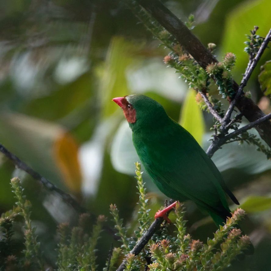 cellbat's tweet image. Clorornis - Chlorornis riefferii
Reinita - Myioborus ornatus
#avesdebuenagüero #avesdepensilvania #laperla
