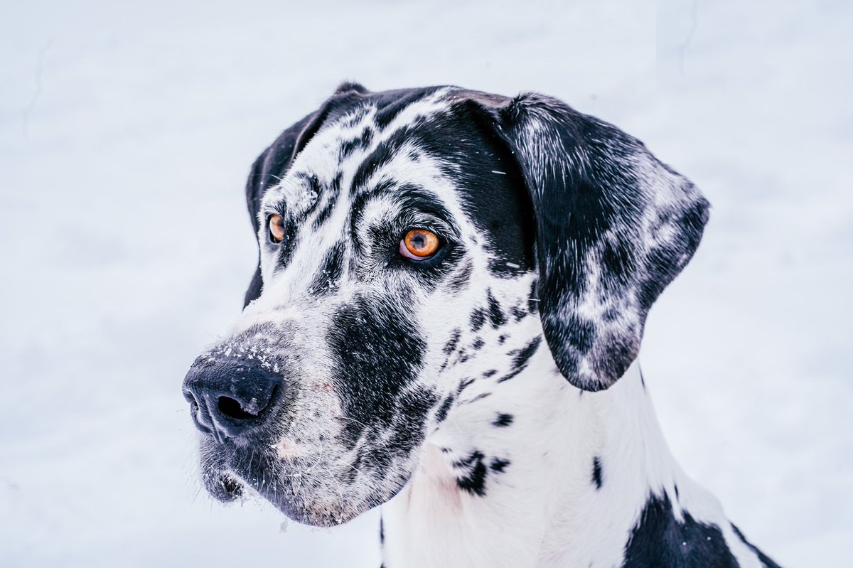 Happy Monday! It’s almost March so we’re hoping spring is around the corner! #twitterdogcommunity #dogsoftwitter