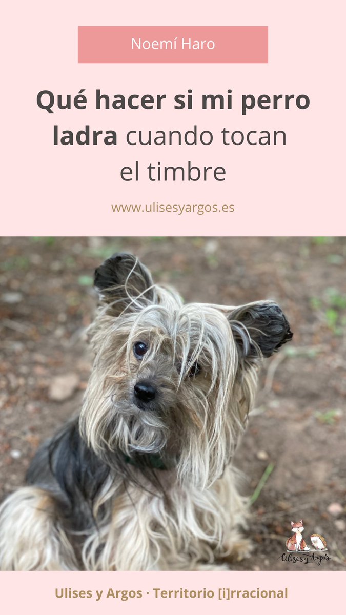 UlisesyArgos's tweet image. 🐶Aunque parezca contradictorio, este es un comportamiento totalmente normal en perros, aumentando su intensidad 𝐞𝐧 𝐫𝐞𝐥𝐚𝐜𝐢𝐨́𝐧 𝐚 𝐬𝐮 𝐬𝐞𝐧𝐬𝐢𝐛𝐢𝐥𝐢𝐝𝐚𝐝 𝐚𝐮𝐝𝐢𝐭𝐢𝐯𝐚 𝐲 𝐞𝐦𝐨𝐜𝐢𝐨𝐧𝐚𝐥.⁣
⁣
👉ulisesyargos.es/que-hacer-si-m…
⁣⁣
#educacióncaninaamable #perrofeliz