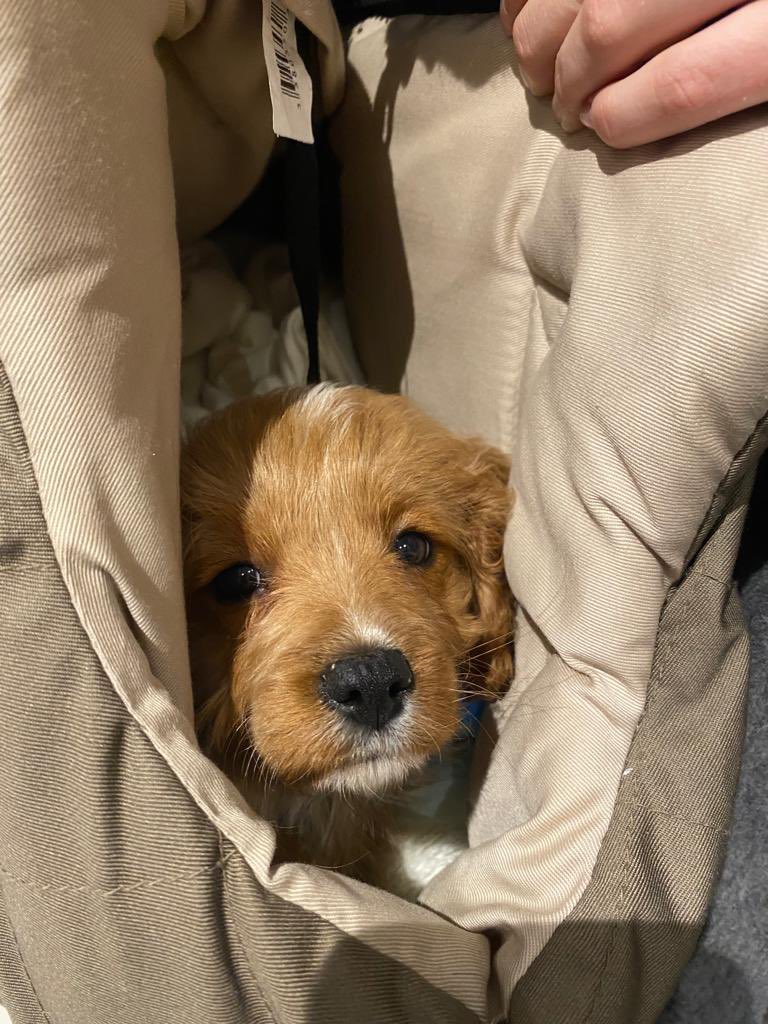 Look who's just checked in - a beautiful cavapoo puppy called Ruby! 😍

Welcome, Ruby - we hope you enjoy your stay as much as we love having you here. 💖

#mayfair #london #dogfriendly #dogfriendlyholidays #dogfriendlyselfcatering #dogfriendlylondon #dogsoflondon #dogsinlondon