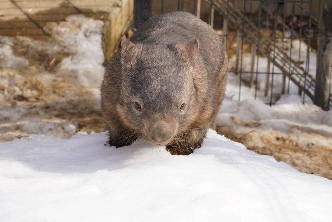 A List Of Tweets Where ほりどん Was Sent As ウォンバット 1 Whotwi Graphical Twitter Analysis