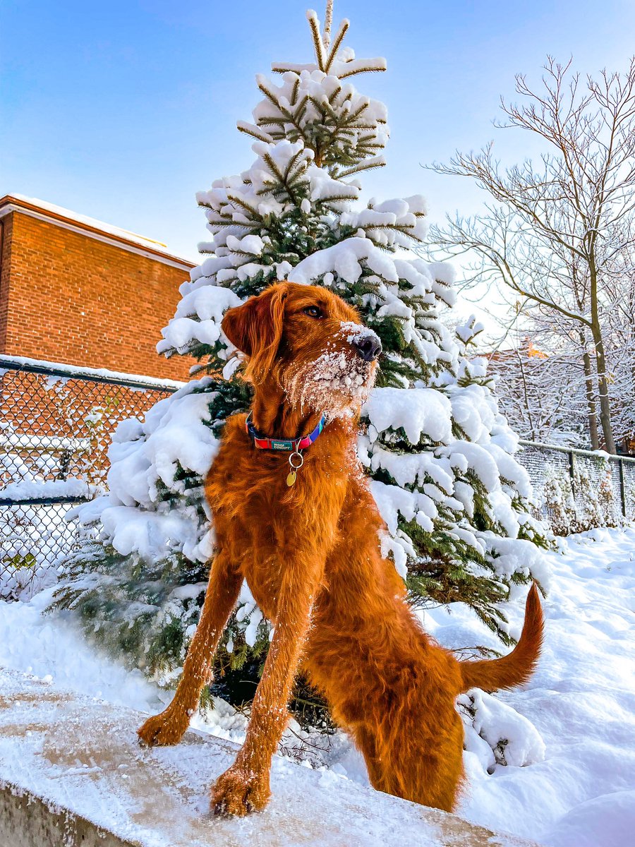 Twitter saw this photo first 👀🙊 love how welcoming the community has been and all the new friends we’ve made ✨

<a href="/WoofNotTweet/">Dog Photography Community</a> <a href="/woofthenorth/">🇨🇦WooftheNorth🐾</a> #woofnottweet #dogsoftwitter #twitterdogcommunity #labradoodle #canadiandogs