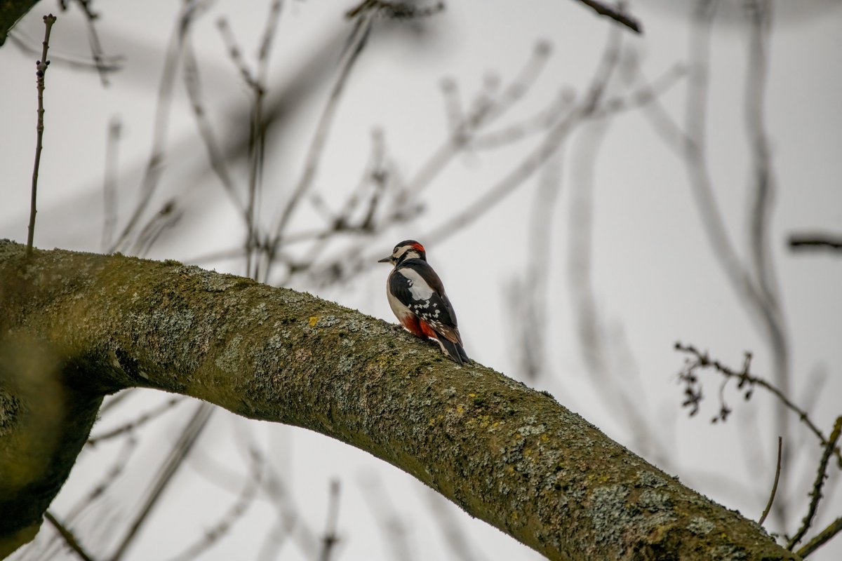 Male greater spotted wood pecker was busy banging away this morning, aren't they beautiful ?
#woodpecker #photography #nature