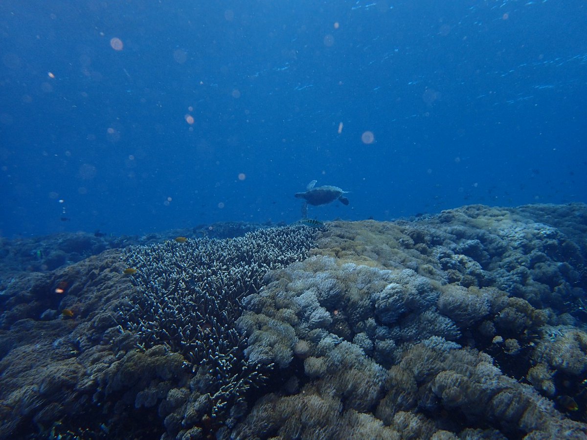 EnaKetut's tweet photo. Come to Bali and dive with us https://t.co/6W1NxlC3Kb #scubadiving #scuba #adventures https://t.co/VIGcPUp9px