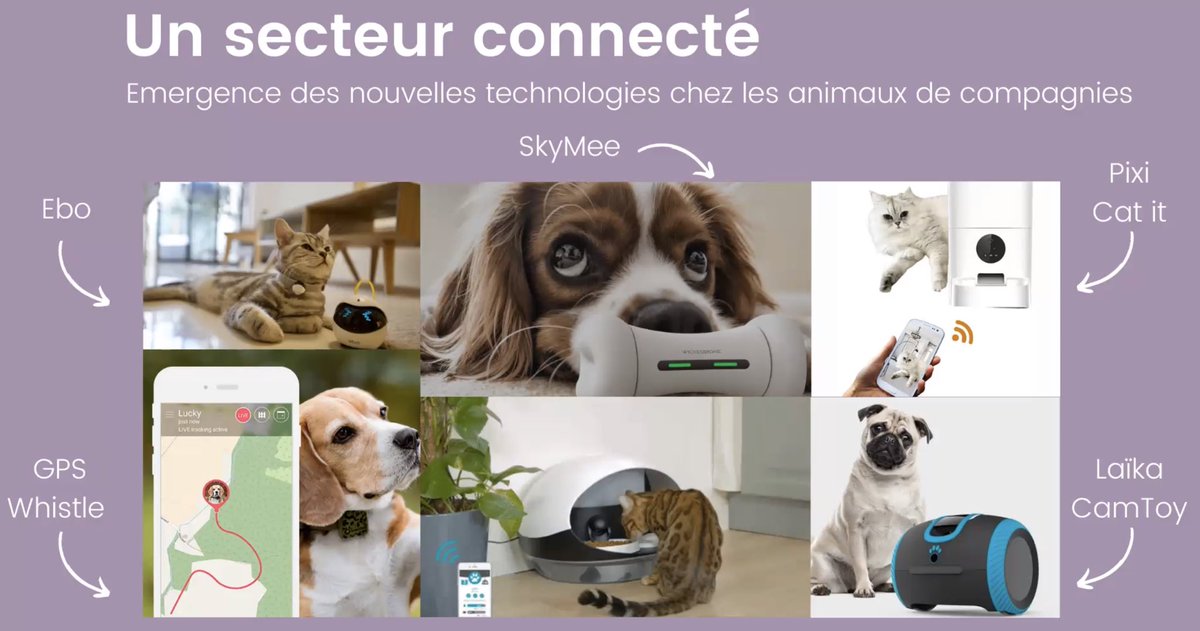 saadallah_eya's tweet photo. L’évolution de la digitalisation de l’animal de compagnie 🐈📱🐕#masterclass @Digi_pets_ @VincentMontet @ArnaultChatel #DigitalTransformation #mbadmb https://t.co/sjQ8afYdUm
